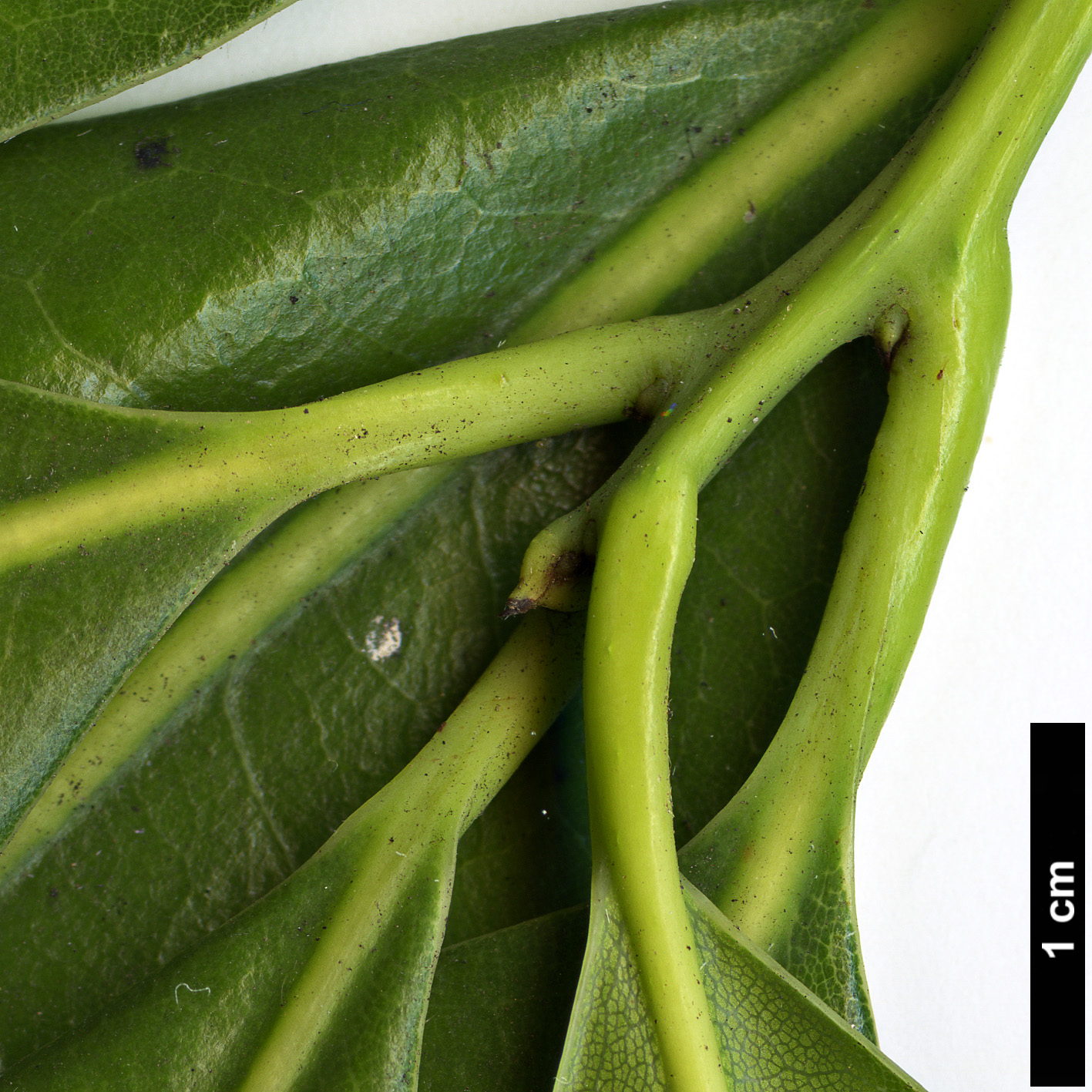 High resolution image: Family: Lauraceae - Genus: Apollonias - Taxon: barbujana